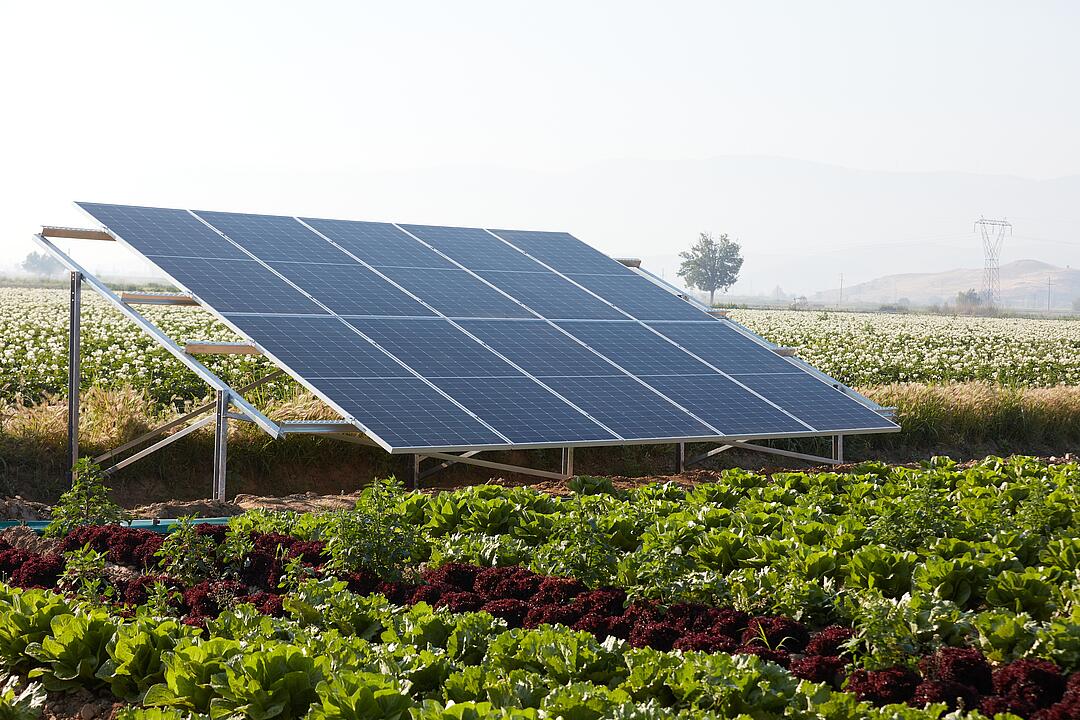 Photovoltaik-Anlage auf einem Feld, auf dem Gemüse angebaut wird.